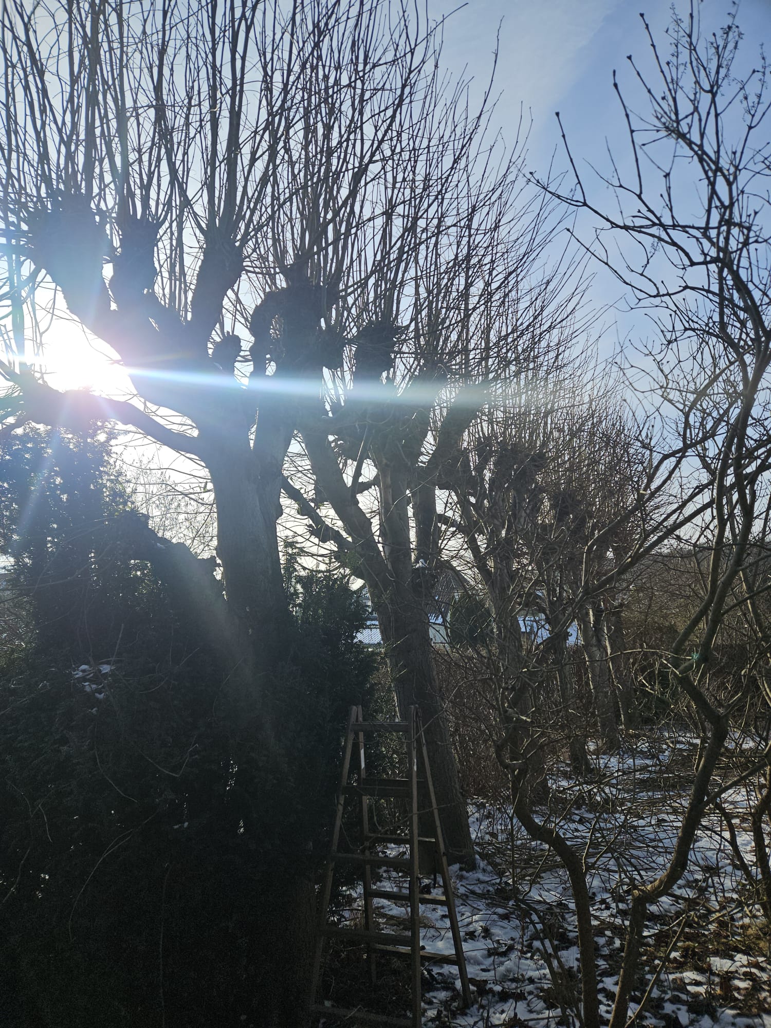 ID Træpleje i arbejde 2