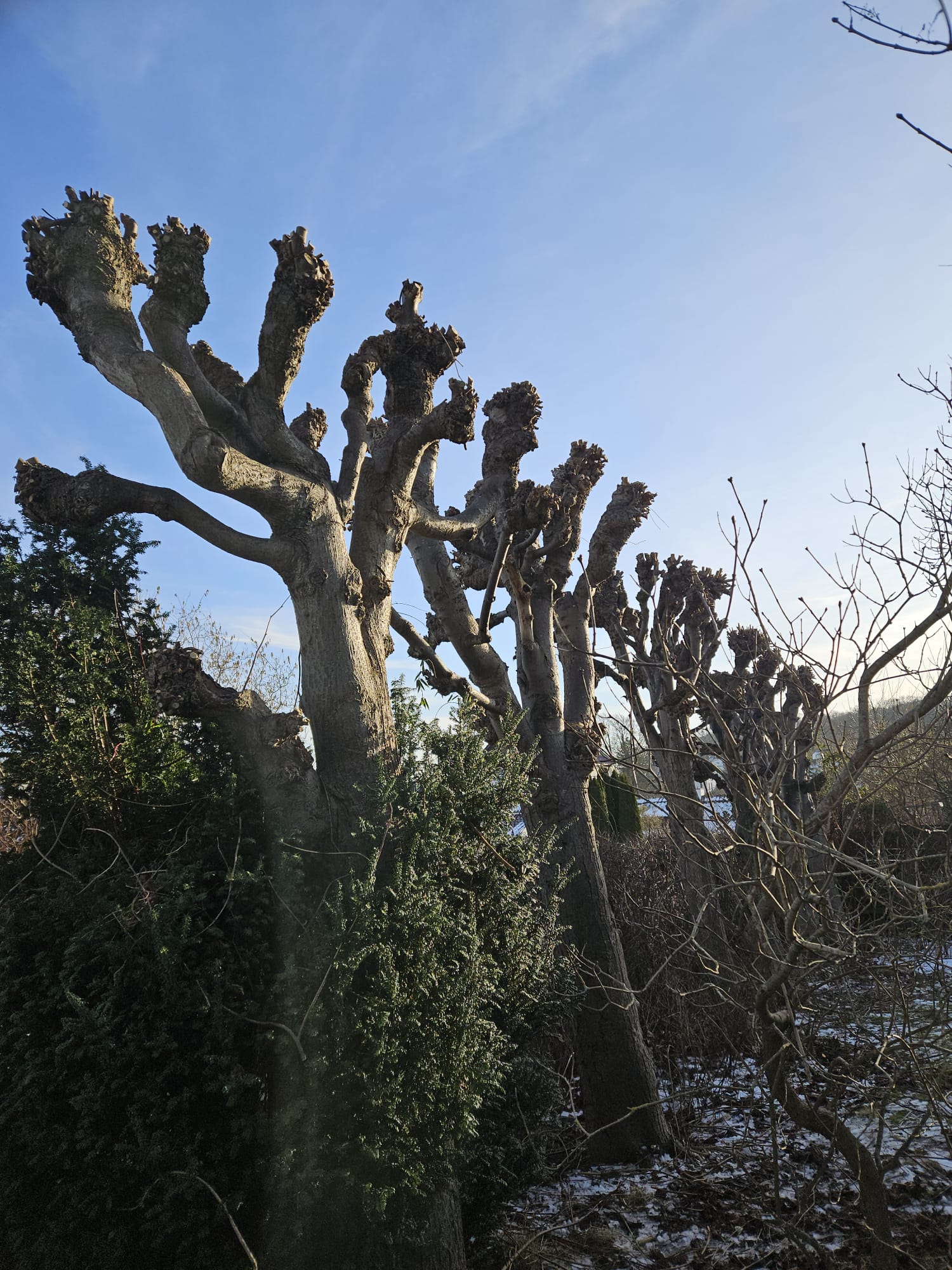 ID Træpleje i arbejde 3